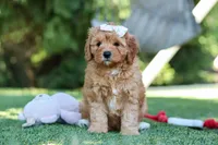Emma, a female Cavapoo for sale in Dalton, OH – 2 of 5