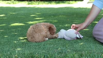 Shepherd, a male Cavapoo for sale in Dalton, OH – 6 of 6
