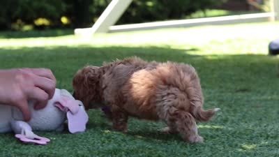 Alexis, a female Cavapoo for sale in Dalton, OH – 6 of 6