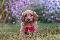 Miles, a male Cavapoo for sale in Dalton, OH – Photo 2 of 7