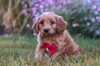 Miles, a male Cavapoo for sale in Dalton, OH – Photo 7 of 7