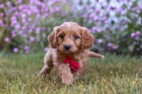Miles, a male Cavapoo for sale in Dalton, OH – Photo 4 of 7