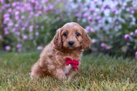 Miles, a male Cavapoo for sale in Dalton, OH – Photo 3 of 7