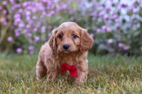 Miles, a male Cavapoo for sale in Dalton, OH – Photo 1 of 7