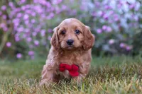 Miles, a male Cavapoo for sale in Dalton, OH – Photo 5 of 7