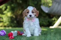 Poppy, a female Cavapoo for sale in Dalton, OH – 4 of 6