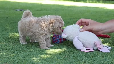 Kris, a female Maltipoo for sale in Dalton, OH – 6 of 6