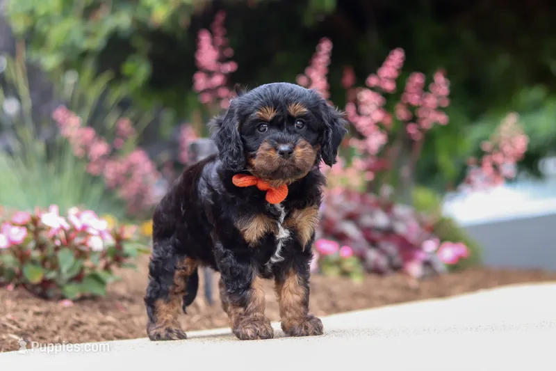 Chase – Cavapoo puppy for sale in Dalton, OH