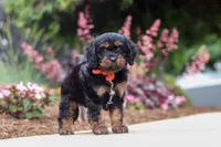 Chase, a male Cavapoo for sale in Dalton, OH – 1 of 6