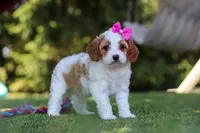 Ophelia, a female Cavapoo for sale in Dalton, OH – 2 of 6