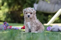 Kris, a female Maltipoo for sale in Dalton, OH – 5 of 6