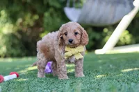 Easton, a male Cavapoo for sale in Dalton, OH – 2 of 6