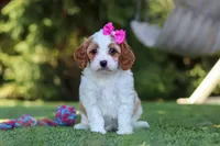 Ophelia, a female Cavapoo for sale in Dalton, OH – 4 of 6