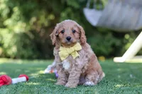 Easton, a male Cavapoo for sale in Dalton, OH – 3 of 6