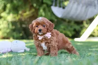 Luna, a female Cavapoo for sale in Dalton, OH – 3 of 6