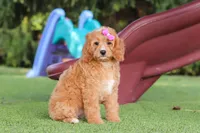 Kaylani, a female Cavapoo for sale in Dalton, OH – 4 of 9