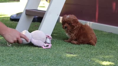 Luna, a female Cavapoo for sale in Dalton, OH – 6 of 6
