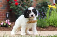 Isaiah, a male Cavapoo for sale in Dalton, OH – 3 of 6