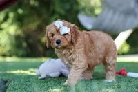 Emma, a female Cavapoo for sale in Dalton, OH – 3 of 5