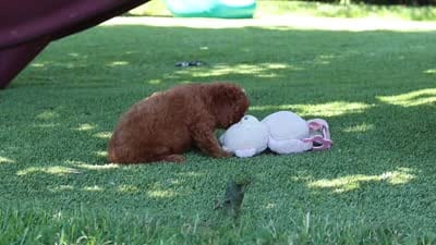 Blaire, a female Cavapoo for sale in Dalton, OH – 6 of 6