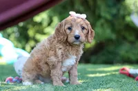 Kaylani, a female Cavapoo for sale in Dalton, OH – 5 of 6