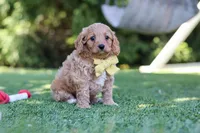 Easton, a male Cavapoo for sale in Dalton, OH – 5 of 6