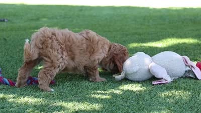 Kaylani, a female Cavapoo for sale in Dalton, OH – 6 of 6