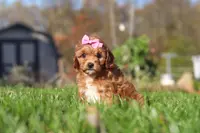 Bella, a female Cavapoo for sale in Dalton, OH – Photo 2 of 5