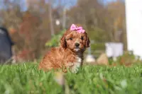 Bella, a female Cavapoo for sale in Dalton, OH – Photo 1 of 5