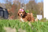 Bella, a female Cavapoo for sale in Dalton, OH – Photo 5 of 5