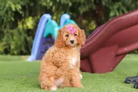 Kaylani, a female Cavapoo for sale in Dalton, OH – 7 of 9