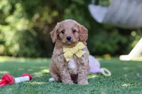 Easton, a male Cavapoo for sale in Dalton, OH – 1 of 6