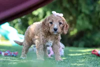 Kaylani, a female Cavapoo for sale in Dalton, OH – 3 of 6