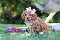 Alexis, a female Cavapoo for sale in Dalton, OH – 3 of 6