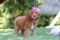 Sylvie, a female Cavapoo for sale in Dalton, OH – 4 of 6