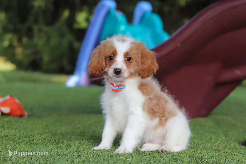 Grey – Cavapoo puppy for sale in Dalton, OH