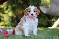 Poppy, a female Cavapoo for sale in Dalton, OH – 3 of 6
