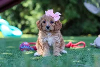 Alexis, a female Cavapoo for sale in Dalton, OH – 5 of 6