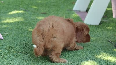 Sylvie, a female Cavapoo for sale in Dalton, OH – 6 of 6