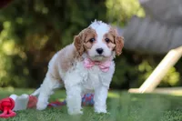 Poppy, a female Cavapoo for sale in Dalton, OH – 2 of 6
