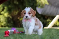 Poppy, a female Cavapoo for sale in Dalton, OH – 5 of 6