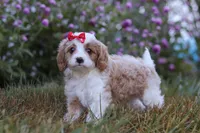 Elena, a female Cavapoo for sale in Dalton, OH – Photo 3 of 6