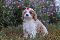Elena, a female Cavapoo for sale in Dalton, OH – Photo 4 of 6