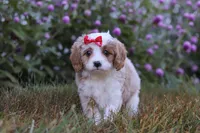Elena, a female Cavapoo for sale in Dalton, OH – Photo 2 of 6