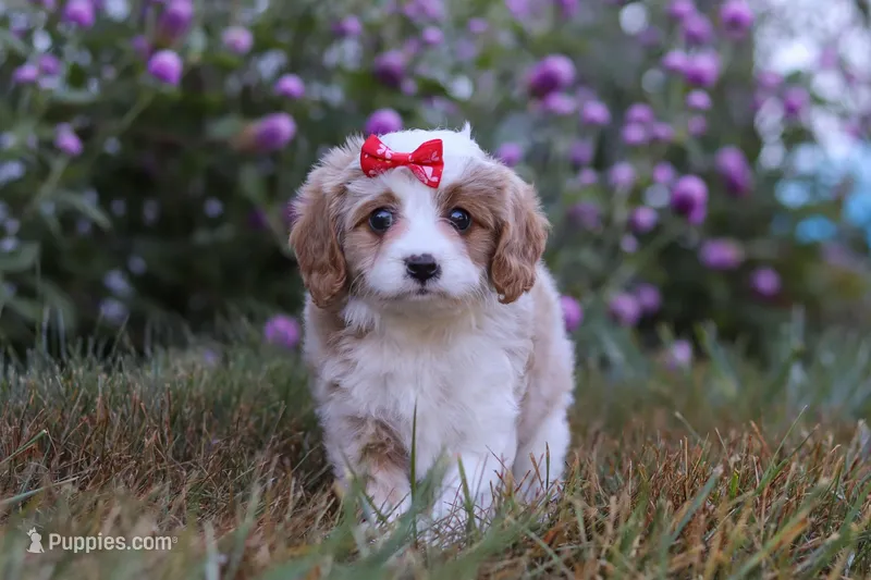 Elena, a female Cavapoo for sale in Dalton, OH – Photo 1 of 6
