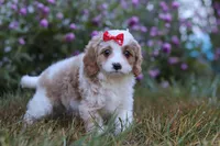 Elena, a female Cavapoo for sale in Dalton, OH – Photo 5 of 6