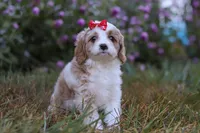 Elena, a female Cavapoo for sale in Dalton, OH – Photo 6 of 6