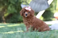 Blaire, a female Cavapoo for sale in Dalton, OH – 2 of 6