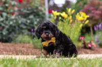Alex, a male Cavapoo for sale in Dalton, OH – 3 of 6