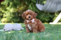 Luna, a female Cavapoo for sale in Dalton, OH – 4 of 6